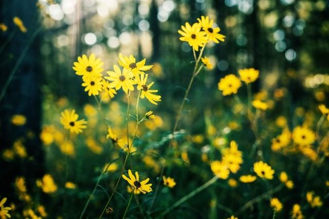 森林里的黄色花朵
